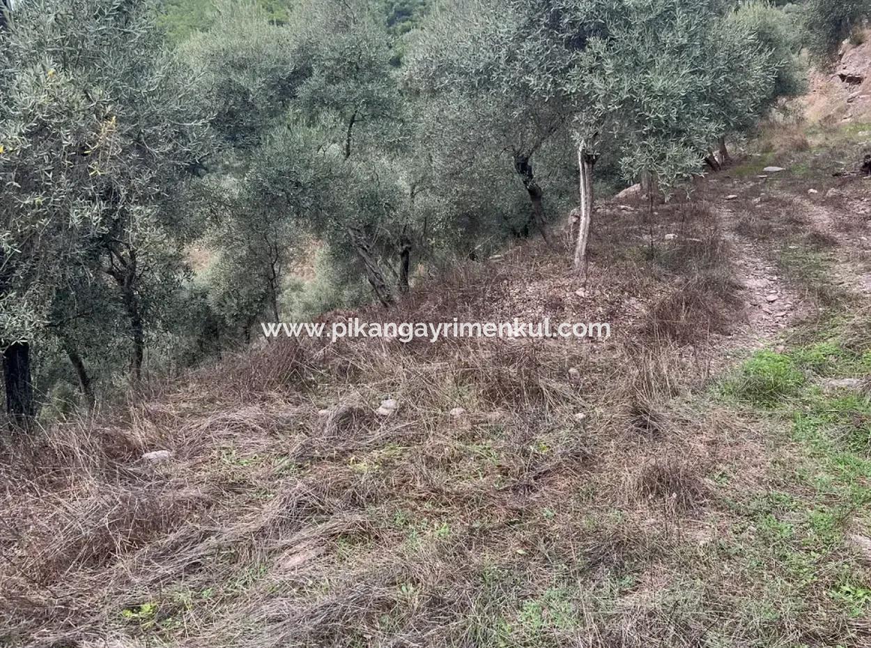 1.025 M2 Qualified Olive Grove Land In Muğla Milas Çakıralan Is For Sale