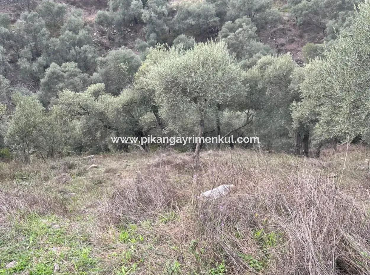 1.025 M2 Qualified Olive Grove Land In Muğla Milas Çakıralan Is For Sale