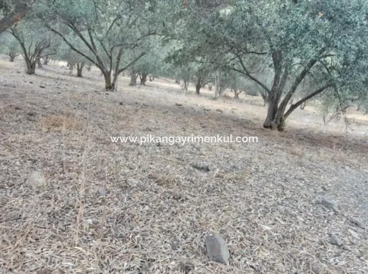 Muğla Köyceğiz Çandır Mah.4 250 M2 Olive Grove For Sale
