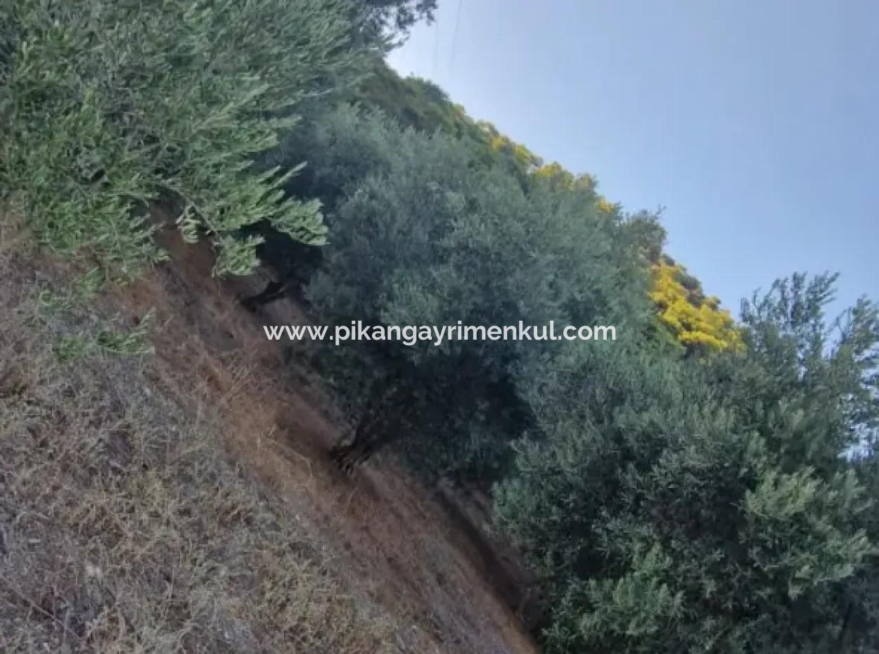 Muğla Köyceğiz Çandır Mah.4 250 M2 Olive Grove For Sale