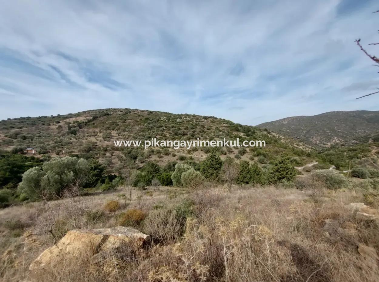 8.400 M² Bargain Olive Grove For Sale With Detached Title Deed In Datça Yazı, Muğla