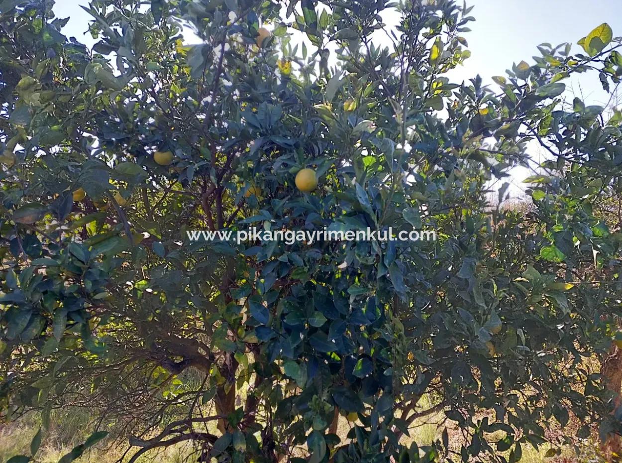 4 500 M2 Land With 150 M2 Construction Right In Muğla Dalyan For Sale Or Exchange For Villa From Dalyan