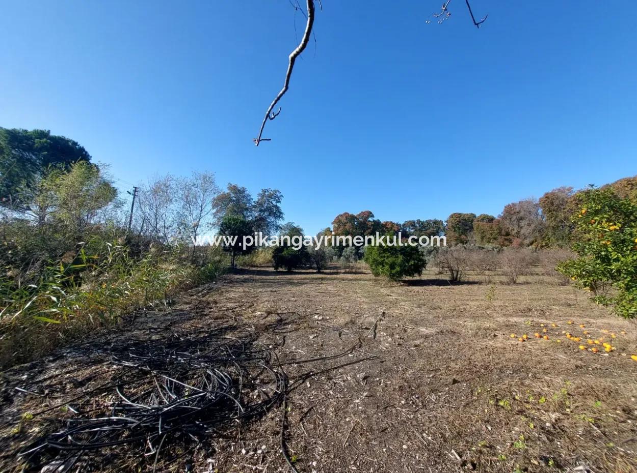 Bargain Suitable For Investment In Muğla Dalyan 4 000 M2 Land By The Forest Is For Sale