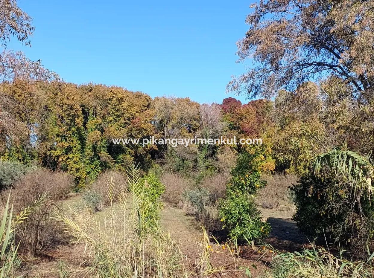 Bargain Suitable For Investment In Muğla Dalyan 4 000 M2 Land By The Forest Is For Sale