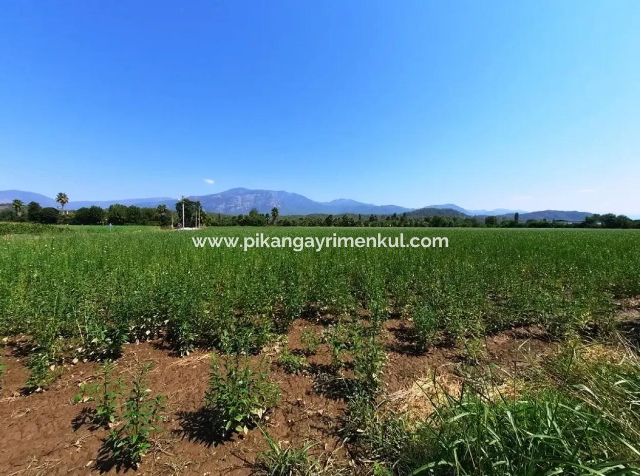 Efficient Field For Sale In Koycegiz