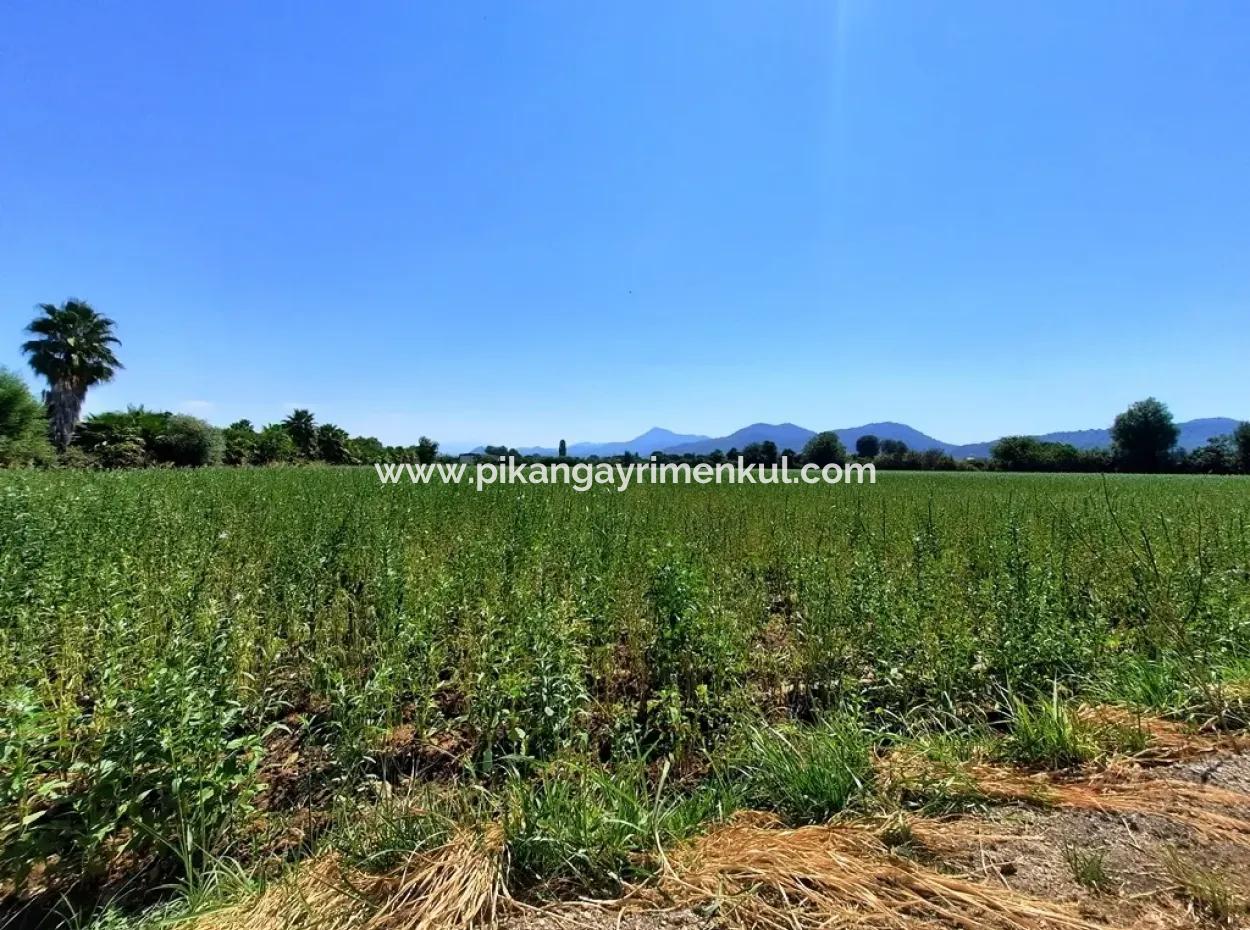 Efficient Field For Sale In Koycegiz