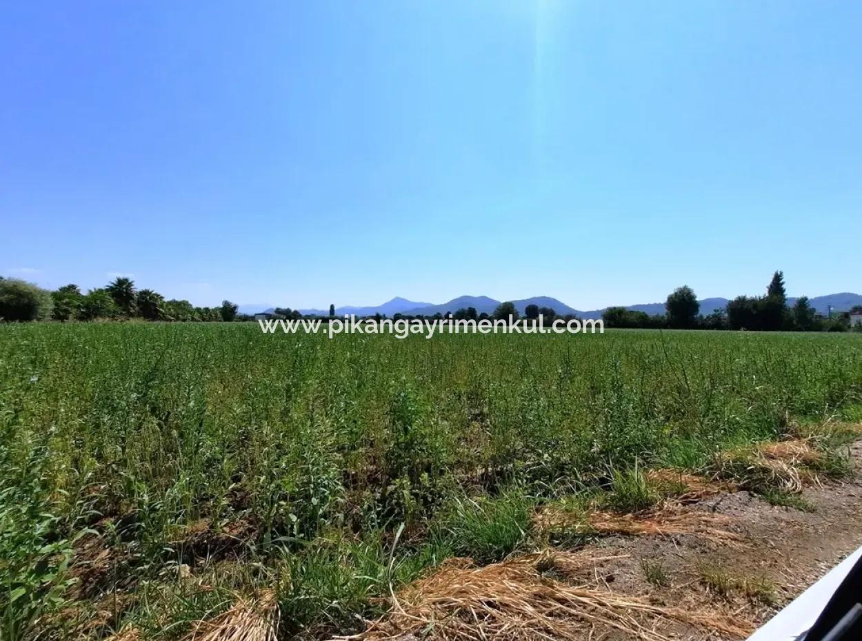 Efficient Field For Sale In Koycegiz