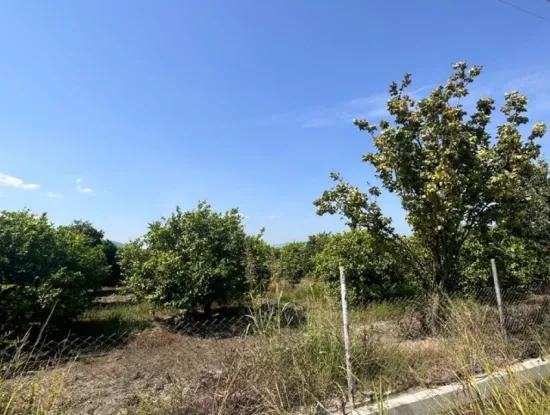15 000 M2 Lemon Orchard For Sale In Eskiköy, Dalyan