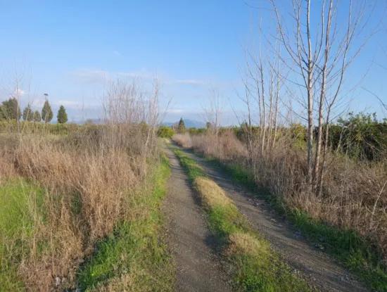 14.500 M² Fertile Land In Ortaca Güzelyurt For Long-Term Rental – Suitable For Animal Husbandry