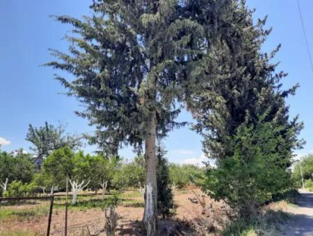 Citrus Garden Detached Land For Sale In Mugla Dalyan 3000 M2