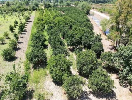 2 650 M2 Detached Citrus Garden With Title Deed Close To The Lake In Köyceğiz Is For Sale