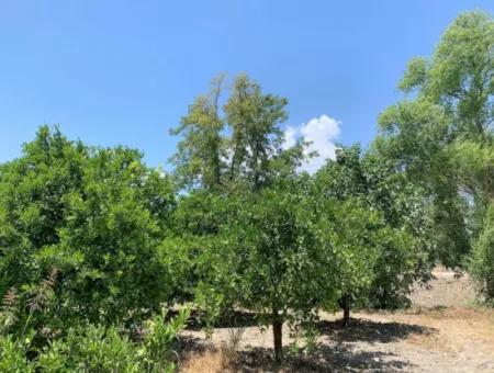 2 650 M2 Detached Title Deed Garden Close To The Lake In Köyceğiz For Sale