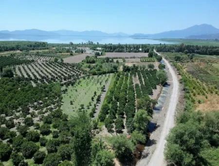 Detached Title Deed Garden For Sale Close To Köyceğiz Lake – 2.650 M²