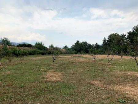 Tea Edge 10345 M2 Land And Detached House For Sale In Ortaca Çaylı Pine Forest