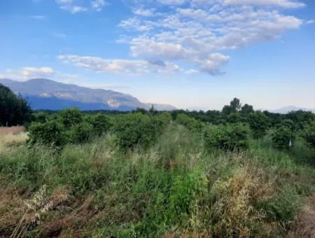 3500 M2 Orange And Tangerine Garden For Sale In Köyceğiz Toparlar