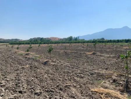 7300 M2 Lemon Field For Sale In Mugla Ortaca Tepearasi