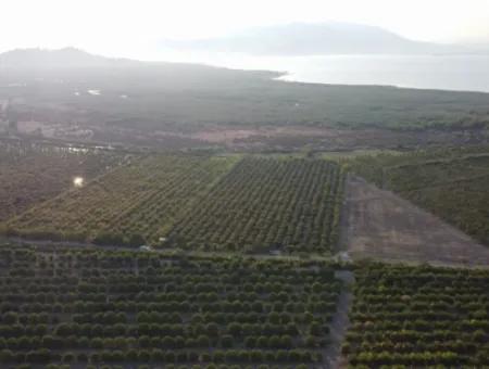 Pomegranate Garden For Sale In Mugla Ortaca Tepearasi