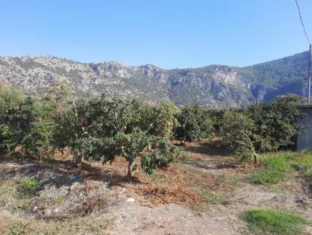 Mugla Ortaca Dalyan 7520 M2 Maniced Detached Pomegranate Garden For Sale