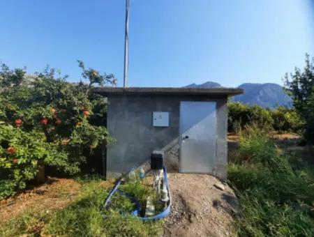 Mugla Ortaca Dalyan 7520 M2 Maniced Detached Pomegranate Garden For Sale