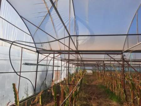 Mugla Ortaca 4123 M2 Field And Pitaya Fruit Greenhouse For Sale