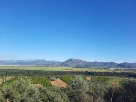 Ortaca Fevziye Sea And Nature View Bargain Detached Olive Grove For Sale