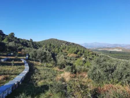Olive Grove With Sea And Nature View In Ortaca Fevziye For Sale