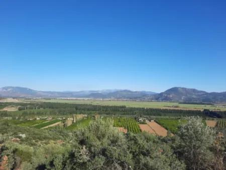 Ortaca Fevziye Sea And Nature View Bargain Detached Olive Grove For Sale
