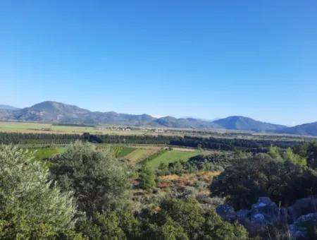 Ortaca Fevziye Sea And Nature View Bargain Detached Olive Grove For Sale