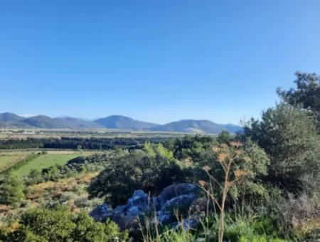 Ortaca Fevziye Sea And Nature View Bargain Detached Olive Grove For Sale