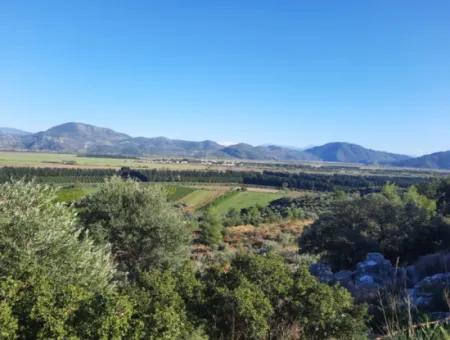 Ortaca Fevziye Sea And Nature View Bargain Detached Olive Grove For Sale