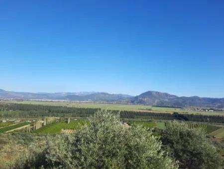 Ortaca Fevziye Sea And Nature View Bargain Detached Olive Grove For Sale