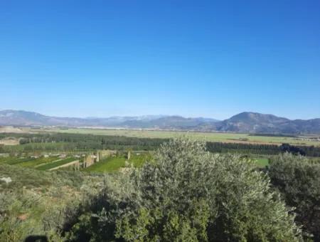 Ortaca Fevziye Sea And Nature View Bargain Detached Olive Grove For Sale