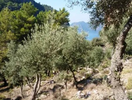 Olive Grove With Sea Views For Sale In Köyceğiz Ekincik