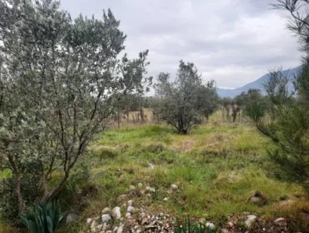 19 000 M2 Detached Land With Lake View In Köyceğiz Zeytinalanı For Sale