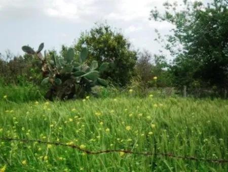 8 000 M2 Fertile Land For Sale In Muğla Ortaca Fevziye