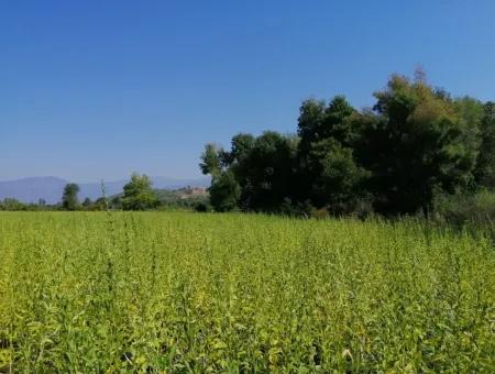 Farm For Sale In Kavakarasi Koycegiz