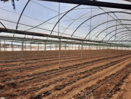 3100 M2 Zoned Land And Greenhouse In Muğla Ortaca Ekşiliyurt For Sale