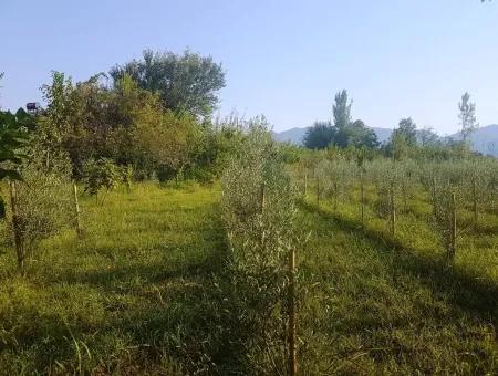 Bargain Plot For Sale In Beyoba