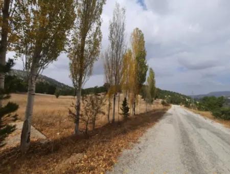 6 230 M2 Fertile Land For Rent In Çameli Cumaalanı