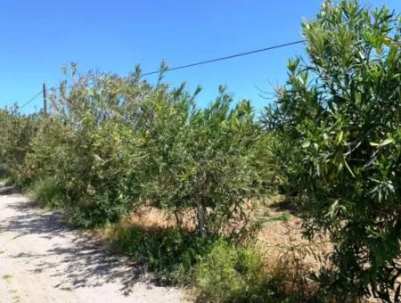 250 M2 Construction Permit 4.850 M2 Land For Sale In Ortaca Fevziye