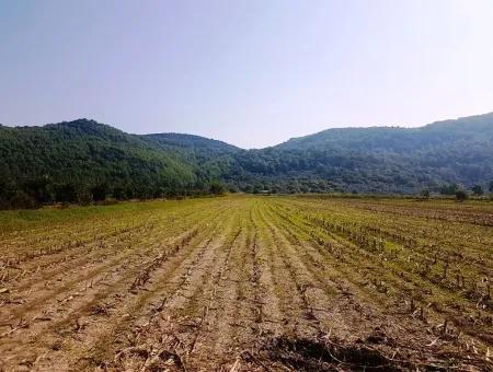 Region Of Fertile Land Rental