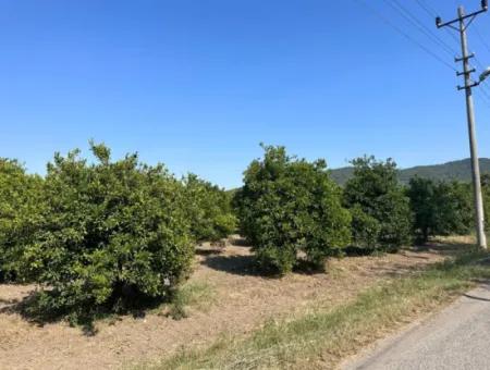 9 494 M2 Land Suitable For Investment With 250M2 Construction Right In Ortaca Ekşiliyurt For Sale