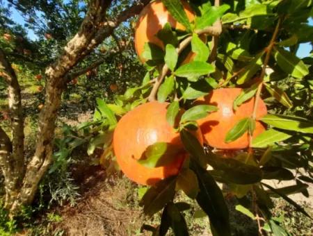 Muğla Dalyanda Manicured 35 000 M2 Pomegranate Garden For Sale