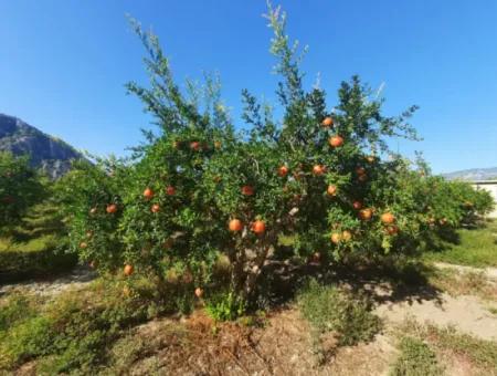 Muğla Dalyanda Manicured 35 000 M2 Pomegranate Garden For Sale