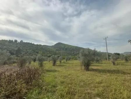 1998 M2 Zoned Land For Sale In Ortaca Fevziye