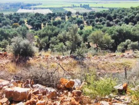 11.000M2 Olive Grove For Sale In Fevziye With Magnificent Nature And Sea View