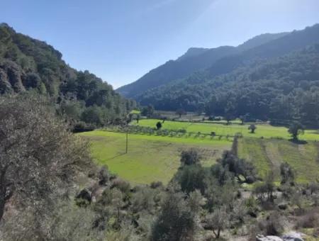 Muğla Dalyan Gökbelde 13 200 M2 Detached Title Deed Olive Grove For Sale