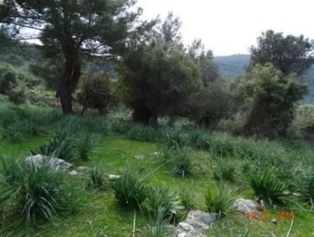 15 200 M2 Detached Land For Sale In Muğla Datça Yazi