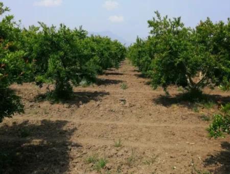 42 Acres Of Pomegranate Field For Sale In Ortaca Eskiköy