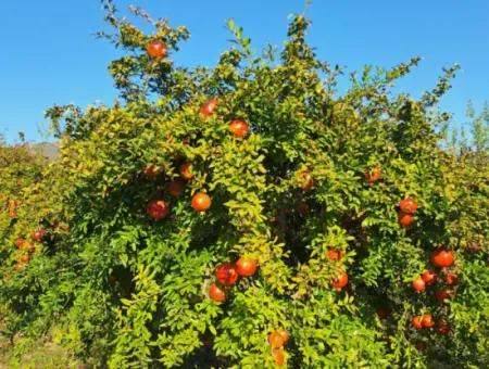 42 Acres Of Pomegranate Field For Sale In Ortaca Eskiköy